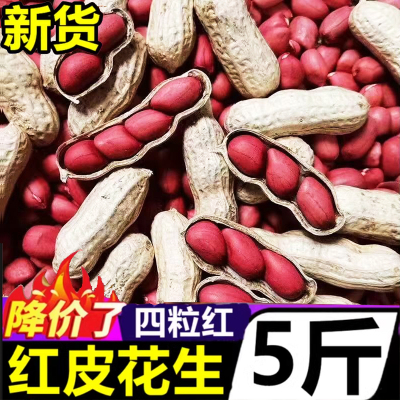 红皮花生米带壳2024炒货生花生带壳新鲜花生生的种子红衣晒干生的
