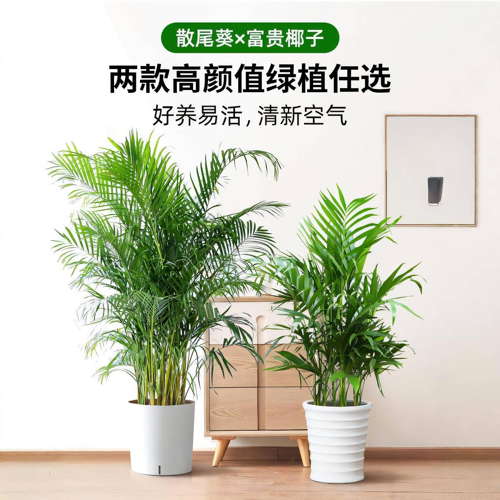 散尾葵业植物客厅盆凤栽适合办公室大型绿植CLU开尾竹室内落地式