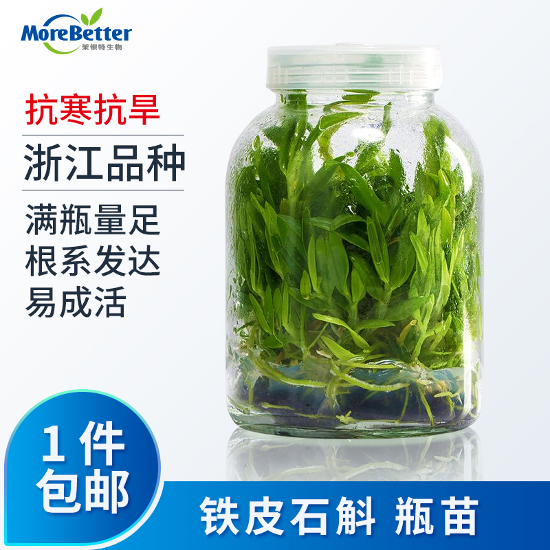 铁皮石斛组培瓶石斛瓶苗无菌苗
