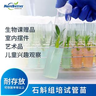 铁皮石斛试管苗组培苗无菌苗幼苗瓶苗组培艺术品高中生物课赠品