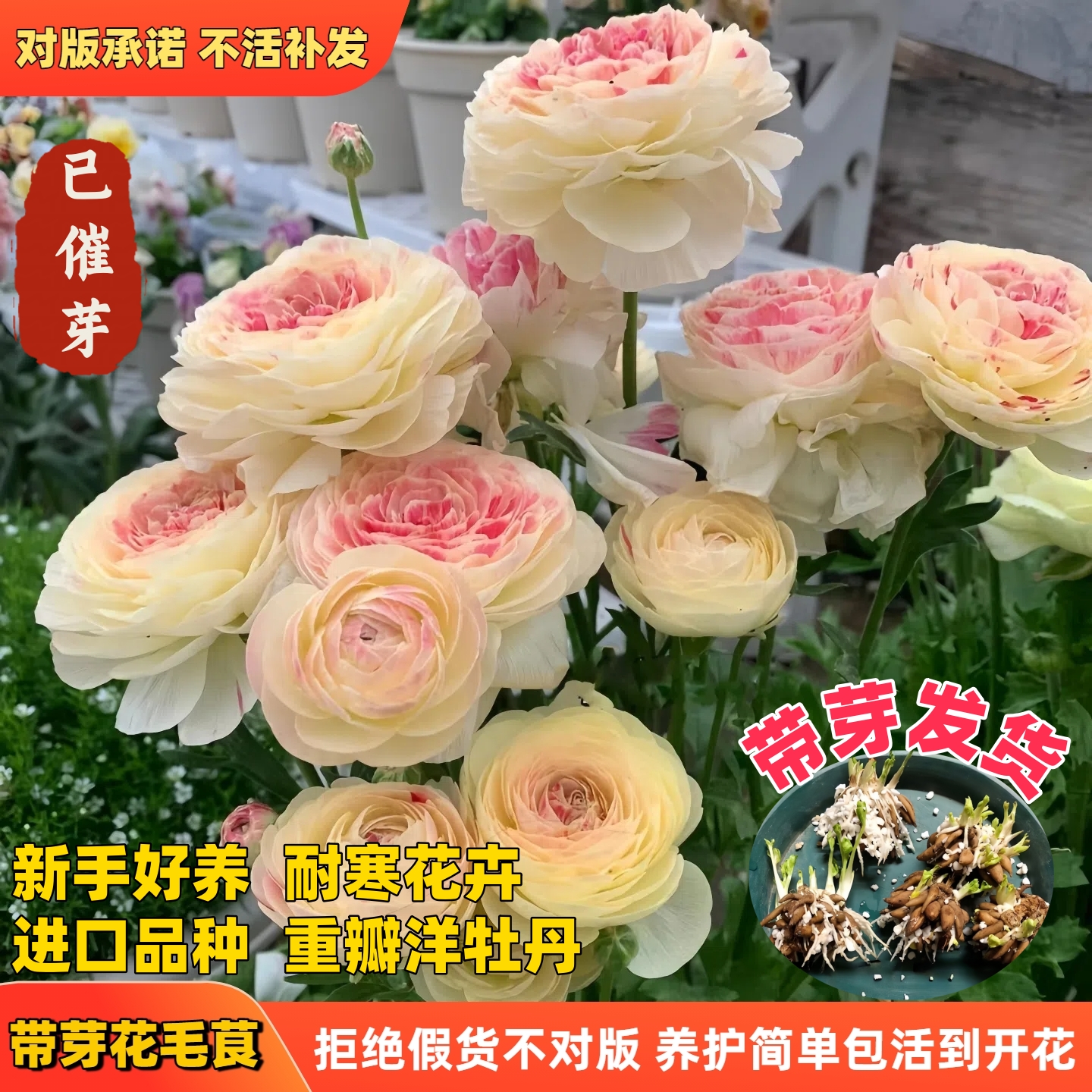 进口带芽重瓣花毛茛包成活包对版