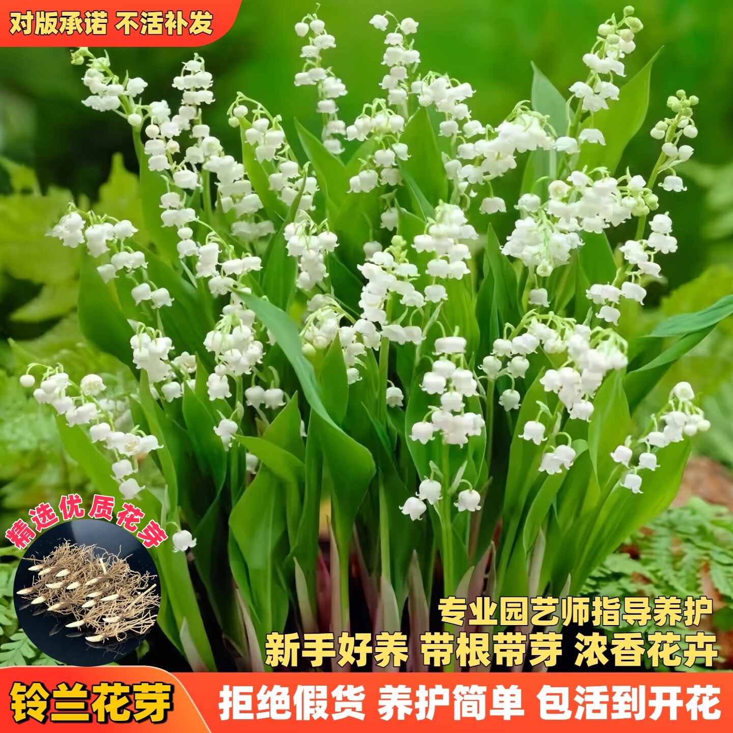铃兰花苗带芽带根盆栽植物种球进