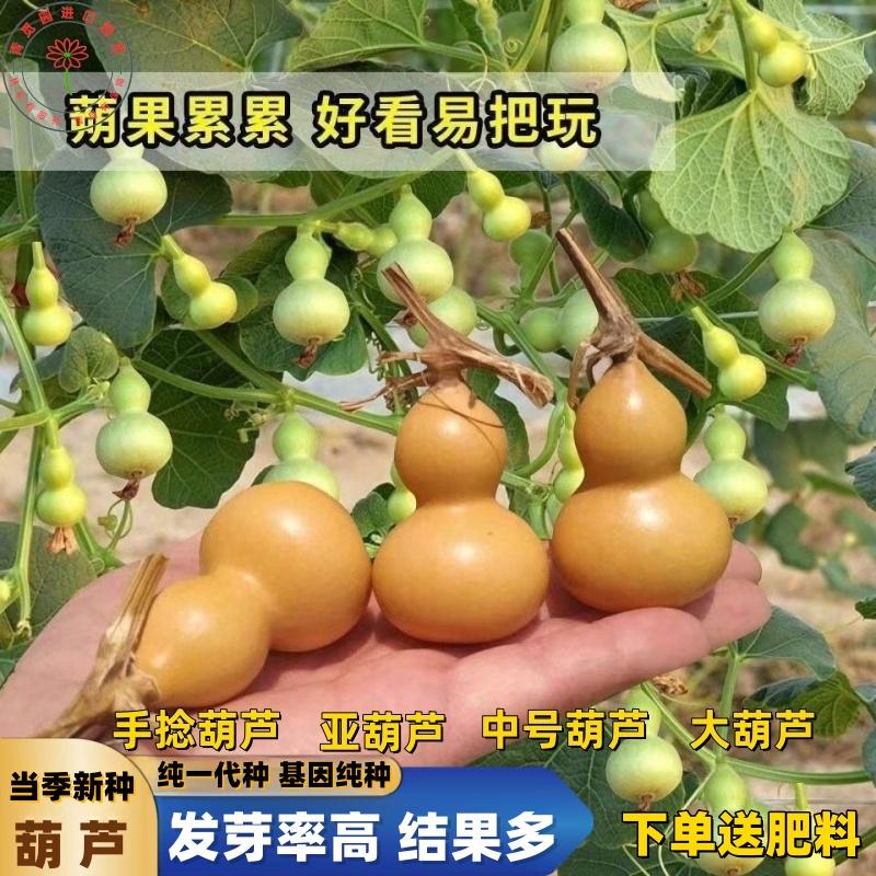 手捻小葫芦籽种子文玩亚葫芦盆地栽种籽阳台庭院爬藤植物四季种植
