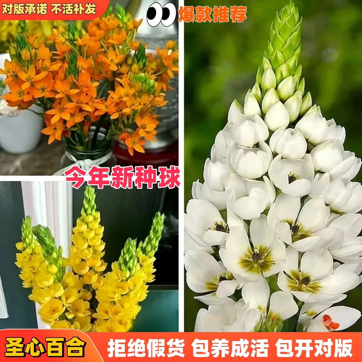 现货圣心百合种球虎眼万年青种子新手易养多年生耐寒阳台球根花卉