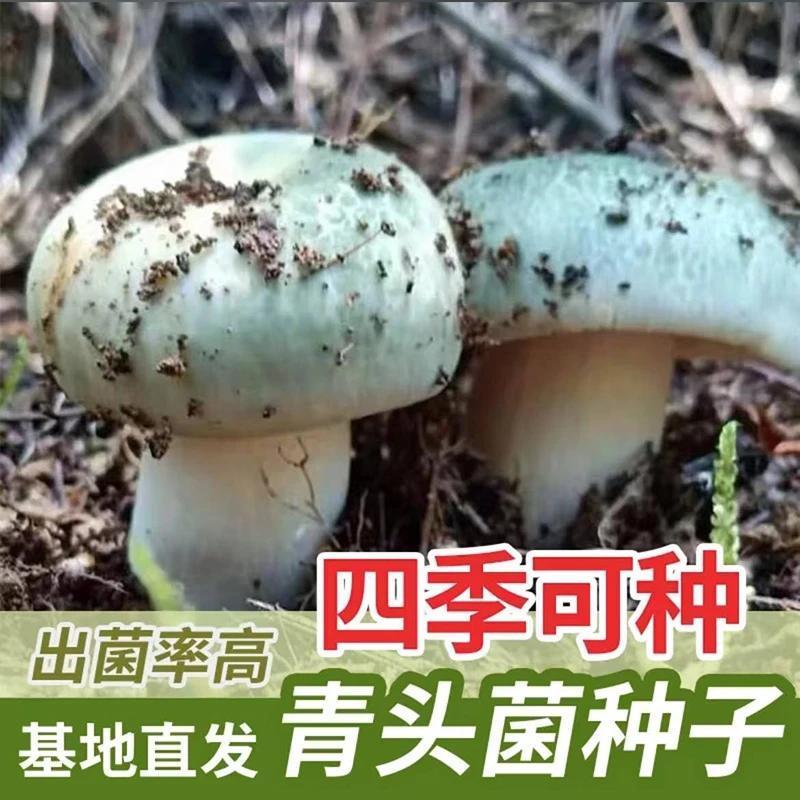 喷水就活,送种植技术