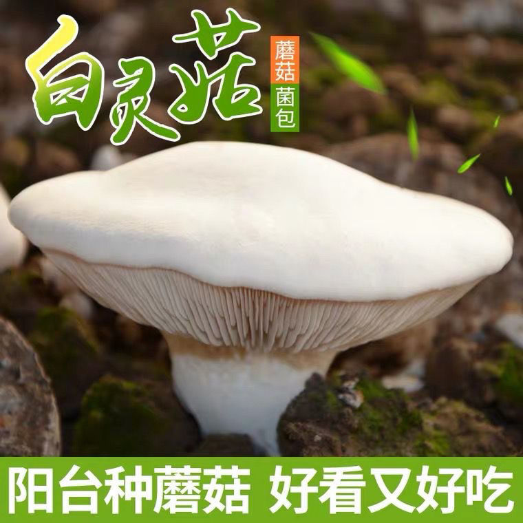 白灵菇菌种阳台食用菌种植好看好吃盆栽蘑菇种菌盆景爆款双孢菇