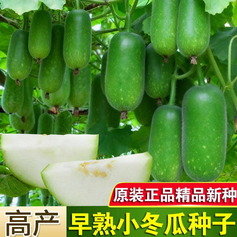 早熟小冬瓜种子毛瓜冬瓜小节超小冬瓜种籽高产类种子大瓜全可盆栽