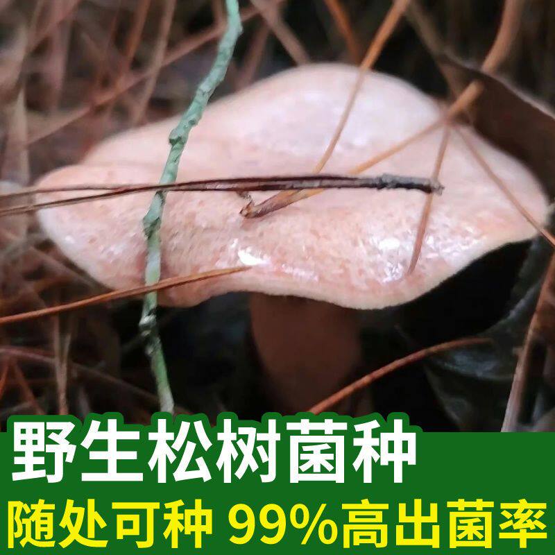 不挑土壤浇水就爆菇送种植技术