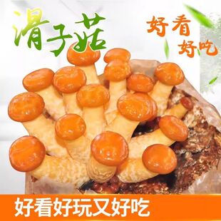 滑子菇菌种菌丝蘑菇菌包菌棒盆栽食用菌家庭种植室内滑子菇菌