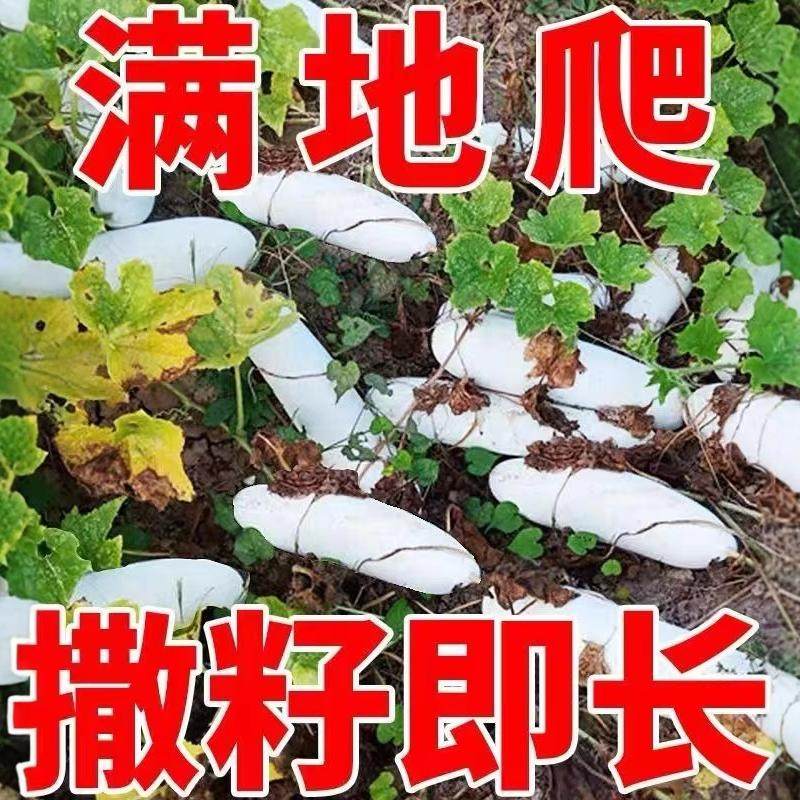 满地爬小冬瓜种子高产早熟毛节瓜节节瓜种籽四季庭院种植蔬菜种子