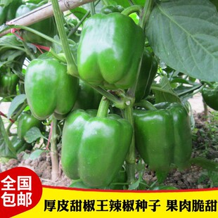 甜椒王种子彩色甜椒灯笼椒青椒柿子椒种籽高产抗病大田基地种孑