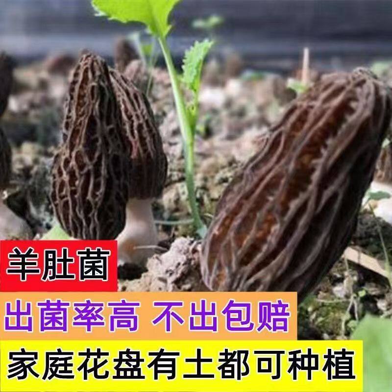 云南特级羊肚菌菌种不出包赔高产菌种家种蘑菇食用菌阳台盆栽种植