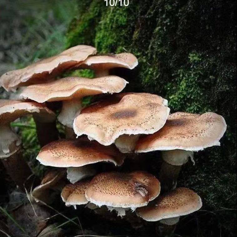 不挑土壤浇水就爆菇送种植技术