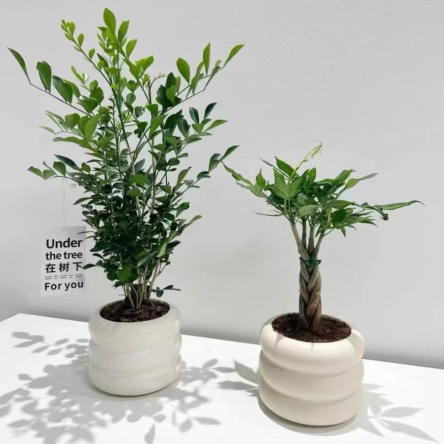 北欧莫兰迪圆圈手捧陶瓷简约感绿植花器摆件轮胎陶瓷蝴蝶兰花盆