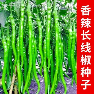 超长线椒香辣薄皮春秋高产早熟籽阳台四季特二荆条长辣椒蔬菜种孑