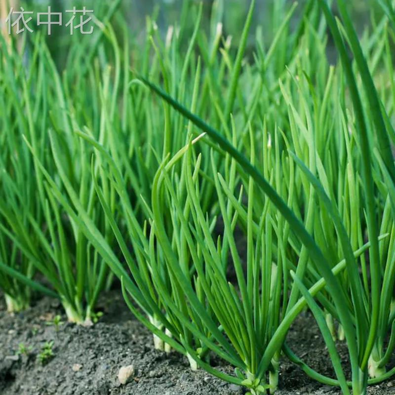 四季小香菜葱种子庭院台家季庭种植盆栽大全播易阳种蔬果种