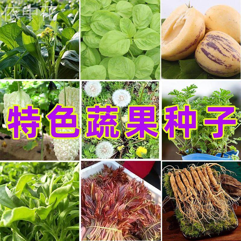 特色果蔬种籽菜心薄荷荆芥冰菜荠菜芥兰香椿榨菜原装种子家庭园艺,家居饰品,户外/庭院摆件,淘宝优惠券,粉丝福利购,淘宝优惠卷