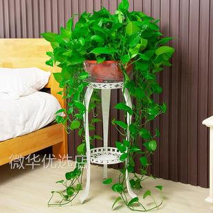 大叶绿萝长藤大盆室内盆栽除甲醛植物客厅办公室绿植水培吊兰绿箩