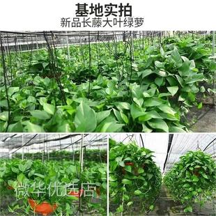 新房家用绿萝盆栽室内客厅绿植花卉大叶长藤大盆绿箩植物水培吊兰