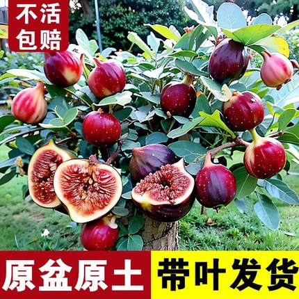 无花果树果苗盆栽地栽当年结果耐寒波姬红南方北方种植无花果树苗