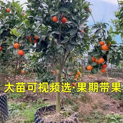 砂糖橘树苗当年结果砂糖桔果苗南北方庭院种植盆栽地栽沙糖桔子苗