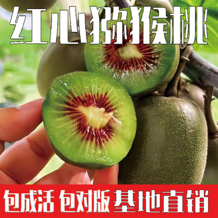 红心猕猴桃树果苗公母同株南北方地栽盆栽嫁接当年结果爬藤果树苗