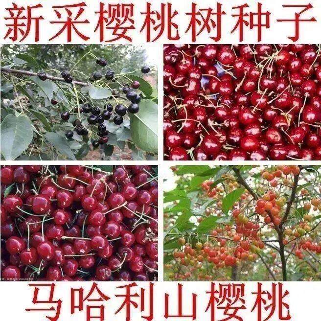 樱桃种子 嫁接樱桃树种山樱桃大樱桃车厘子  马哈利大青叶树种子