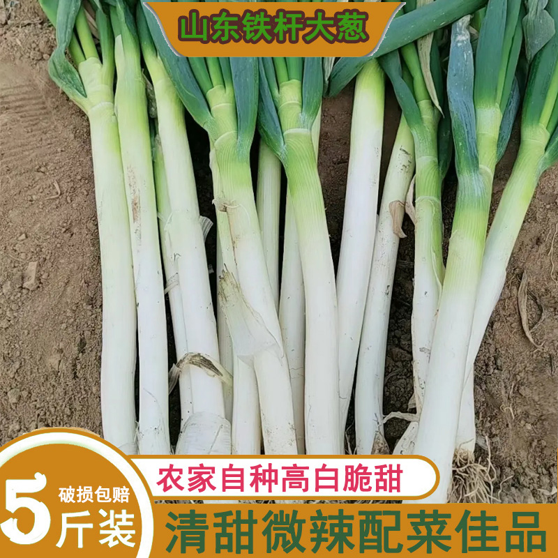 新鲜现挖 铁杆大葱