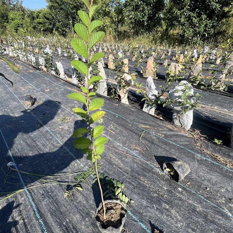 正宗青皮灵芝榆树苗附石树苗附石小苗植物盆景杯苗绿皮小叶榔榆苗