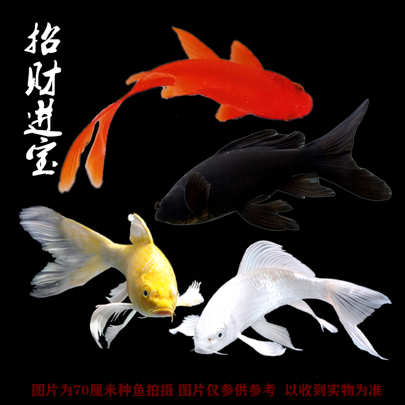 锦鲤鱼观赏鱼活鱼冷水鱼淡水鱼苗金鱼小型好养耐活纯种红白三色
