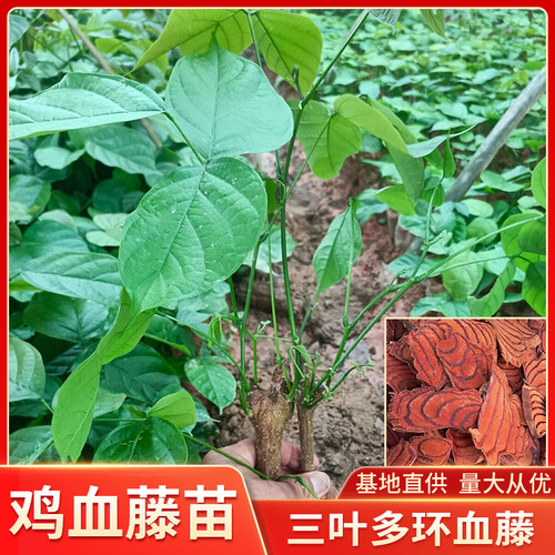 广西正宗鸡血藤种植苗