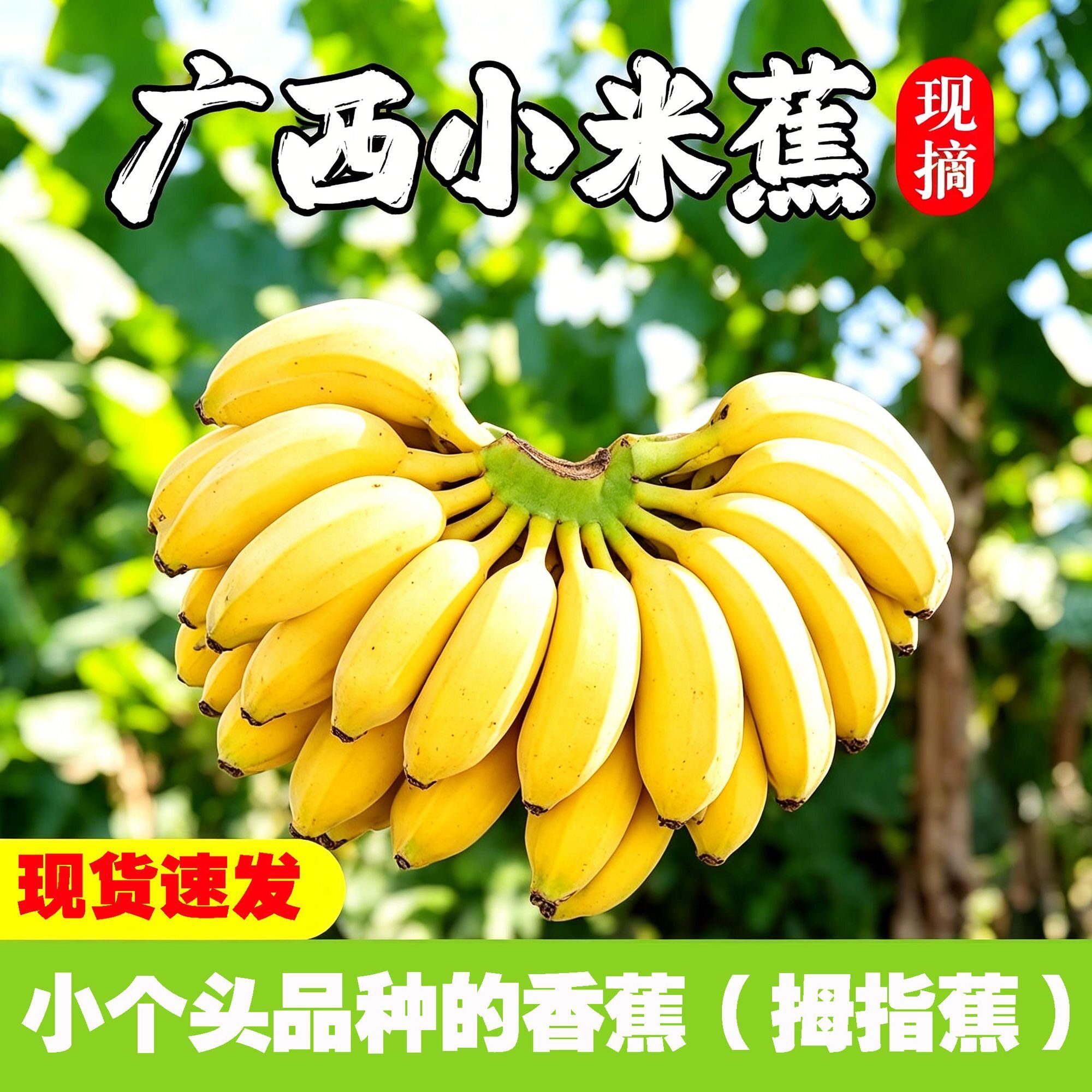广西小米蕉拇指蕉新鲜水果小个头品种香蕉青皮发货不打药现货速发