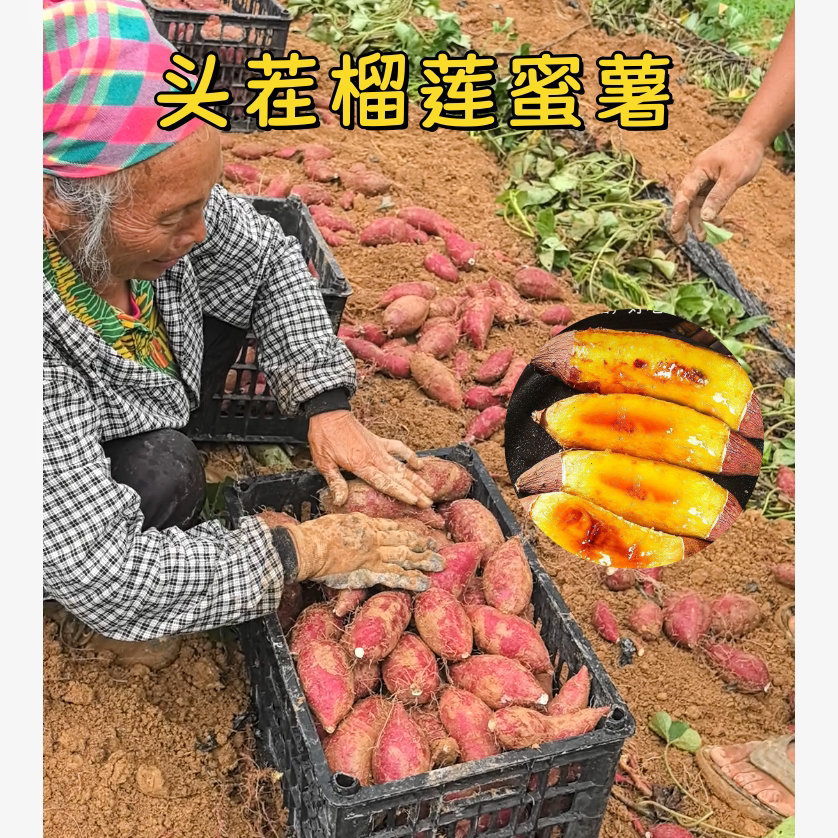 26年新鲜头茬榴莲蜜薯云南高原种植香甜软糯红皮黄心红薯地瓜