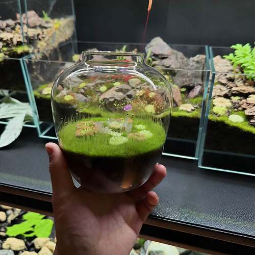 【宫崎骏的森林】苔藓微景观生态瓶植物造景diy迷你玻璃花瓶摆件