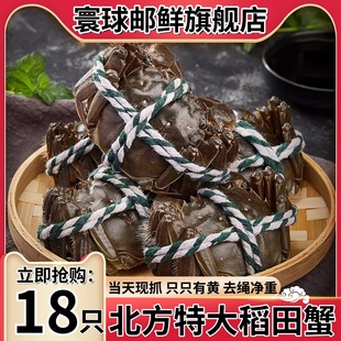 正宗盘锦河蟹鲜活稻田蟹产地直发全母稻田蟹河蟹大闸蟹水产礼盒装