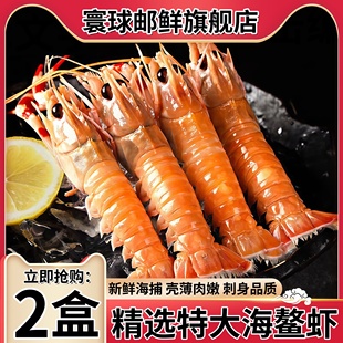 新鲜海鳌虾国产新鲜特大鳌虾刺身虾大海鳌虾甜虾当季新鳌虾刺身