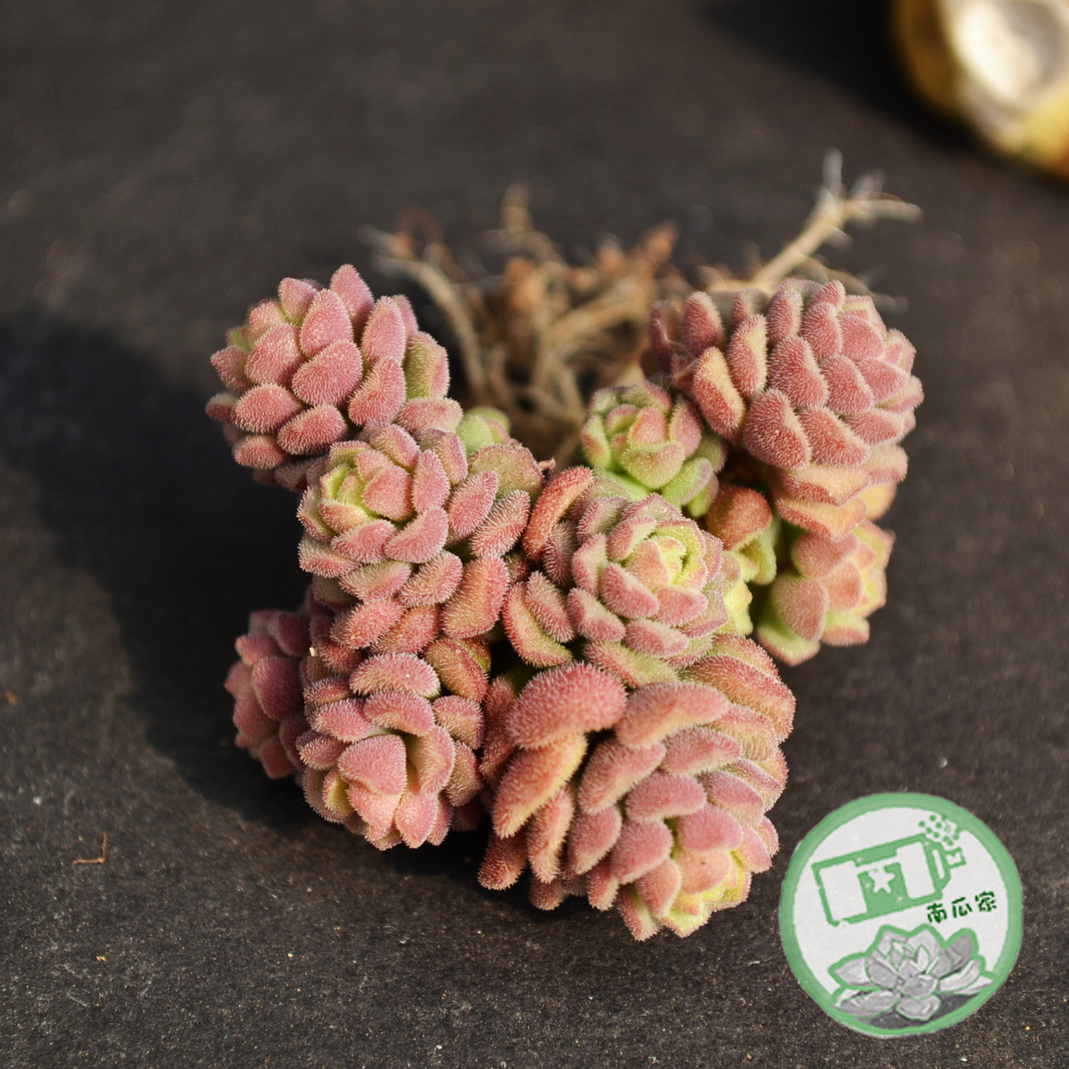 春之奇迹  多肉植物|办公室奇趣萌宠|大粗腿和小细腿的多肉花园