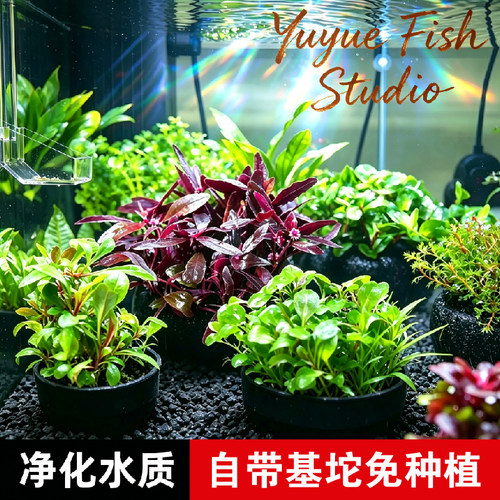 鱼缸造景水草大坨前中后景水草懒人新手水草增氧免种植草阴性水草