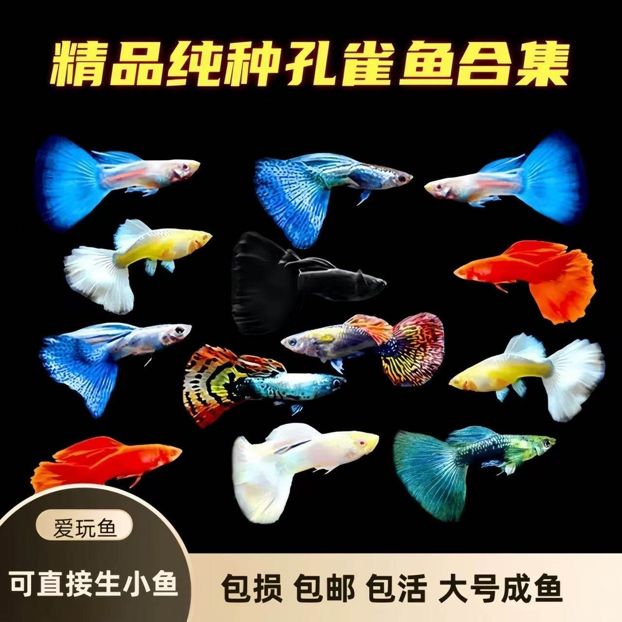 孔雀鱼集锦天空蓝黄豹球鸿运当头