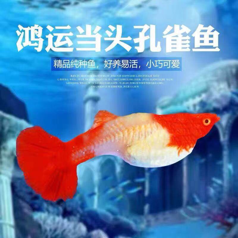 鸿运当头孔雀鱼观赏鱼成鱼配对