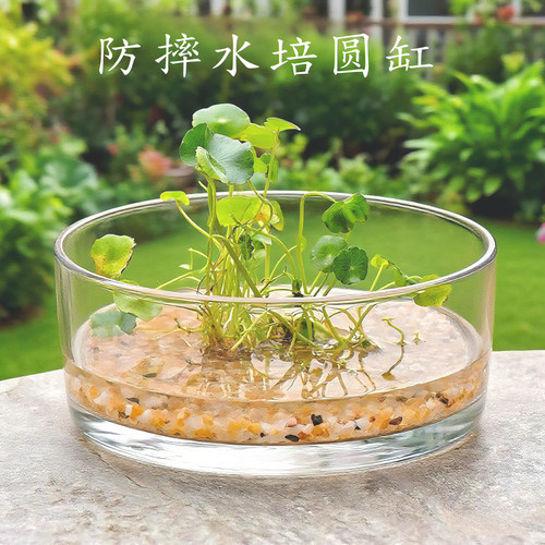 透明圆缸大口径水培铜钱草花瓶