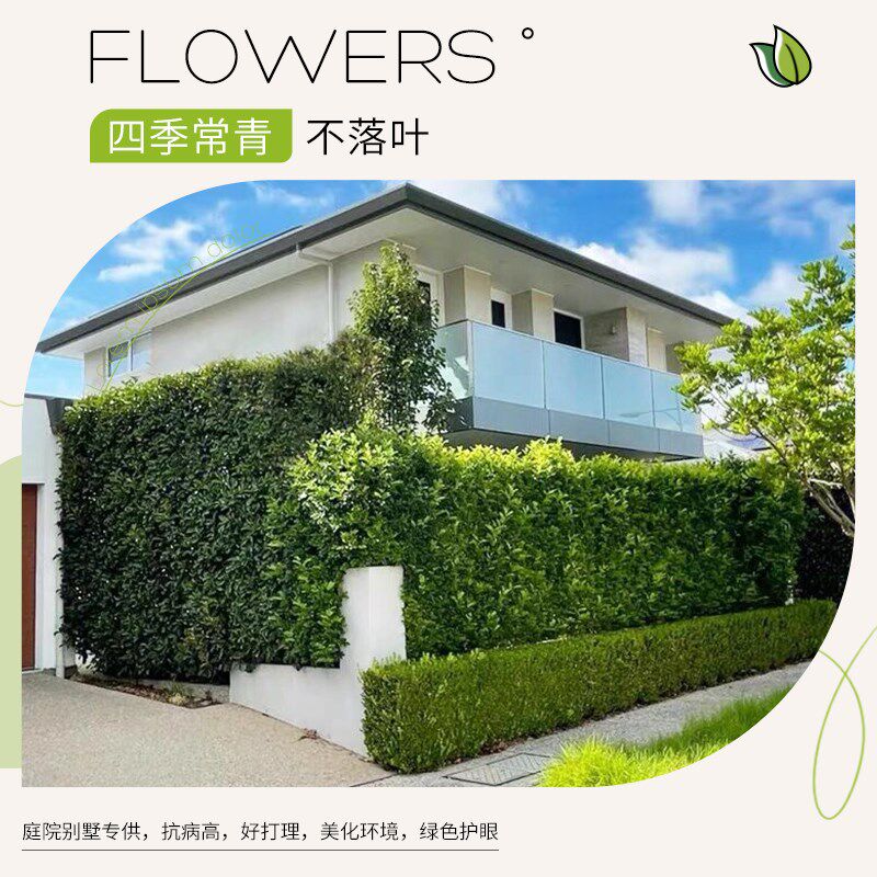 冬青树苗四季常青篱笆墙绿植直立冬青北海道o黄杨庭院绿篱围墙植
