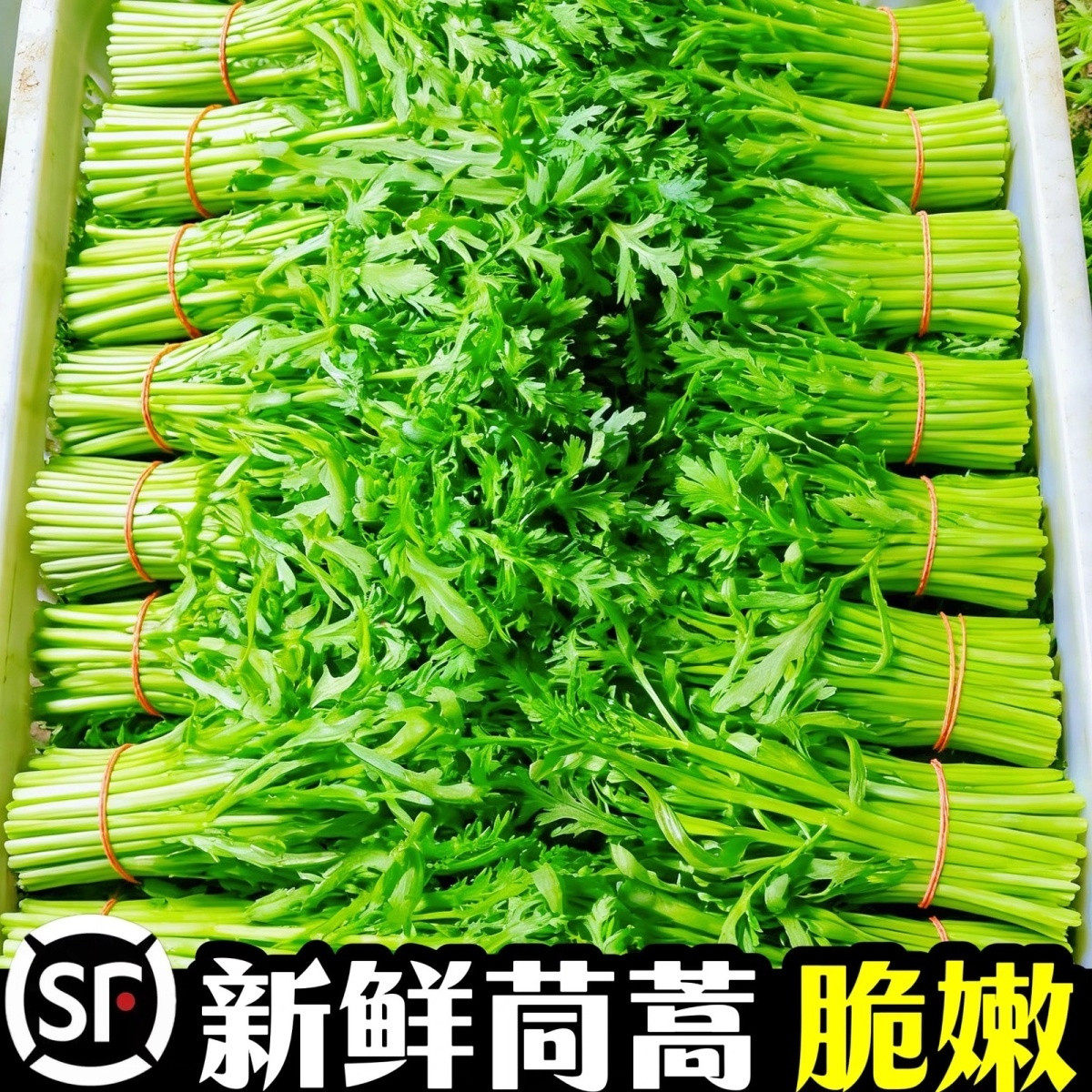 新鲜茼蒿顺丰冷链包邮