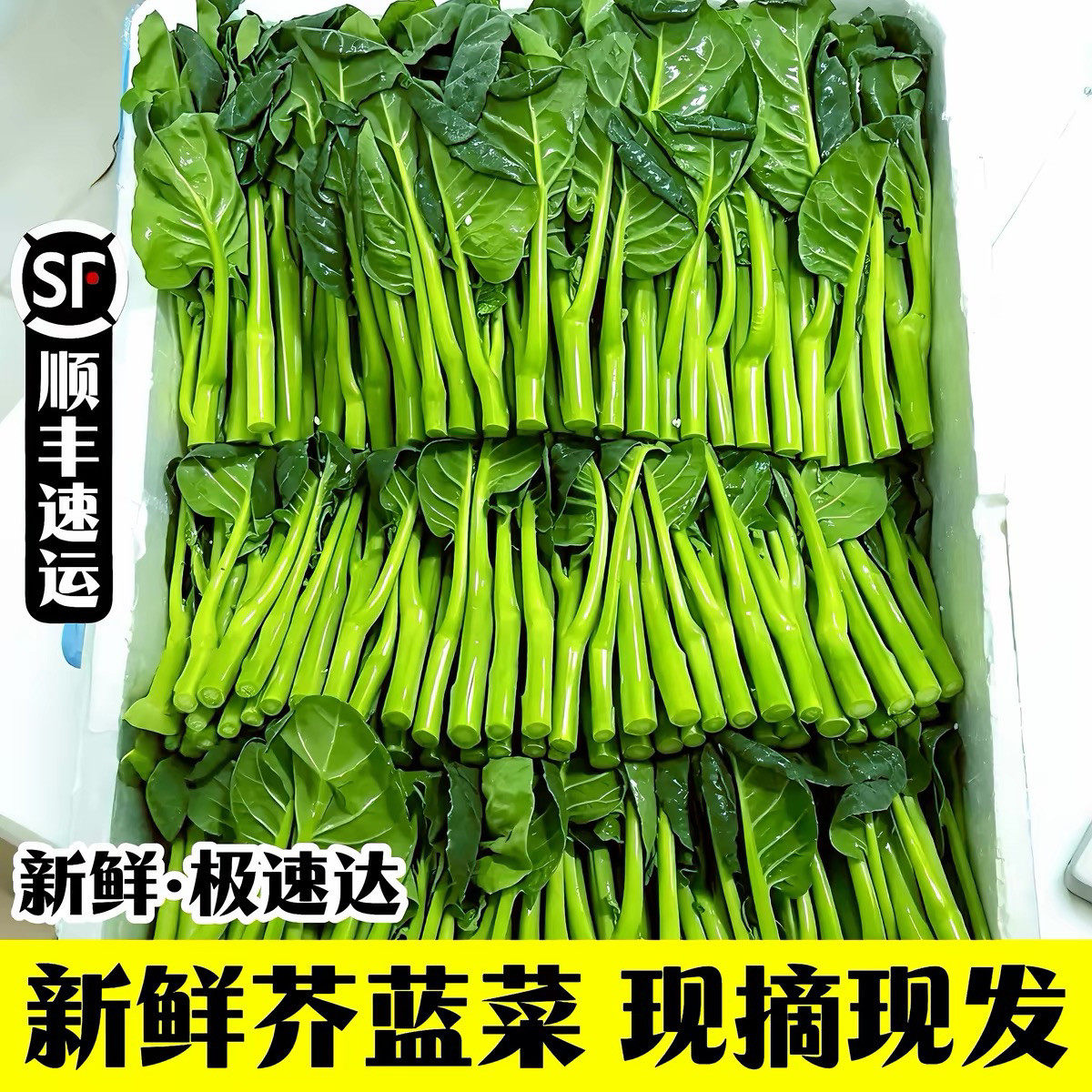 新鲜芥兰菜顺丰冷链包邮
