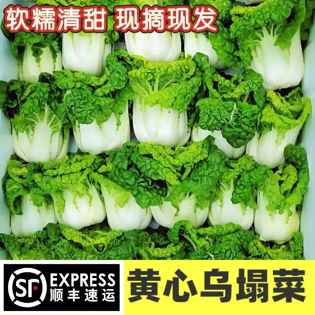 新鲜黄心乌顺丰冷链包邮