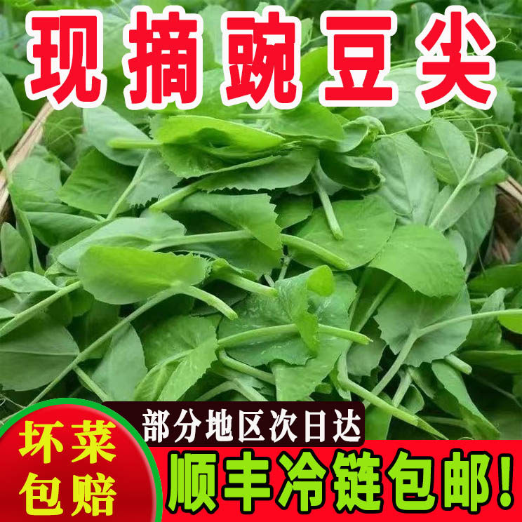 新鲜豌豆尖顺丰冷链包邮坏菜包赔