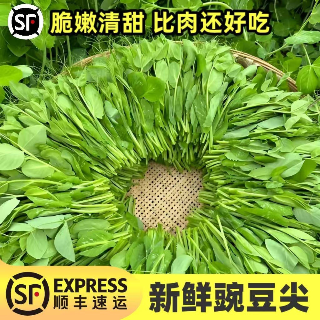 新鲜豌豆尖顺丰冷链包邮