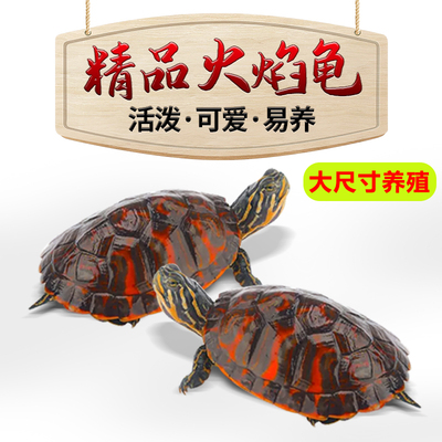 快速发货乌龟大只火焰龟深水鱼龟混E养活物可爱观赏家养黄耳西锦