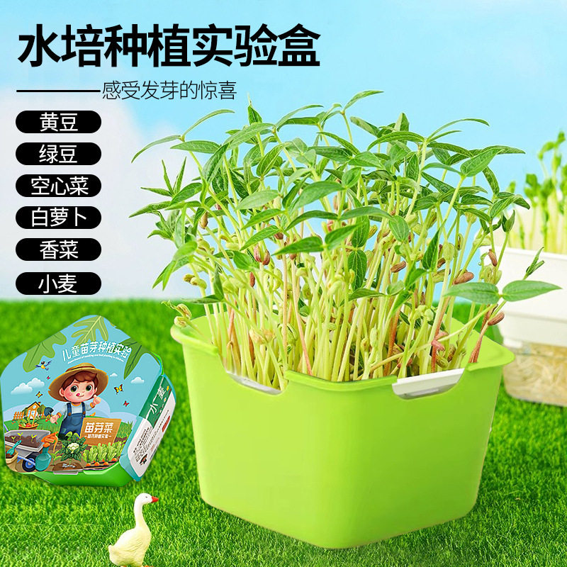 儿童种植小盆栽幼儿园学生观察水培diy农场创意迷你植物观察生长