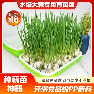 蒜苗种植盆蒜黄专用育苗托盘芽苗菜豌豆苗发豆芽种蒜神器水培器皿